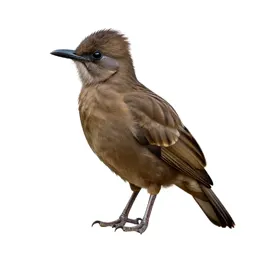 Puffbird