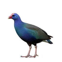 Purple gallinule