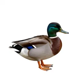 Quack-quack