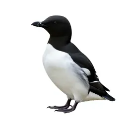 Razorbill