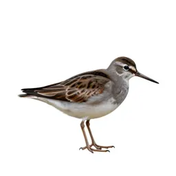 Red-backed sandpiper