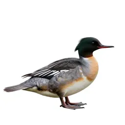 Red-breasted merganser