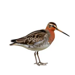 Red-breasted snipe