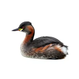 Red-necked grebe