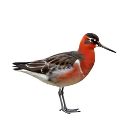 Red phalarope