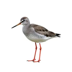 Redshank