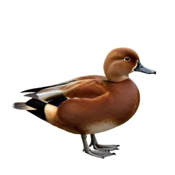 Ruddy duck