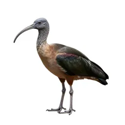 Sacred ibis