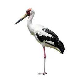 Saddlebill