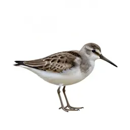 Sandpiper