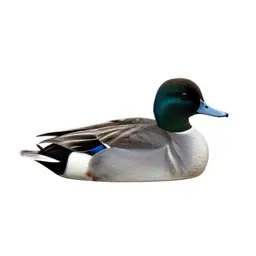 Scaup