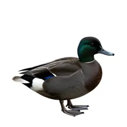 Scoter