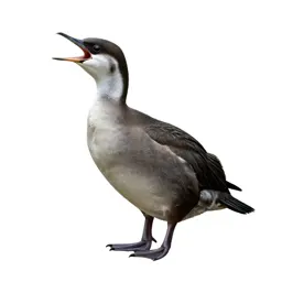 Screamer