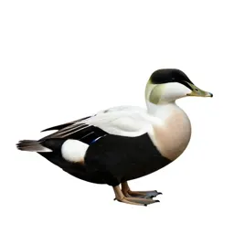 Sea duck