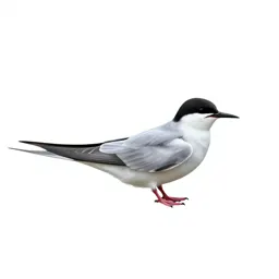 Sea swallow