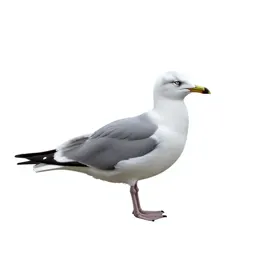 Seabird