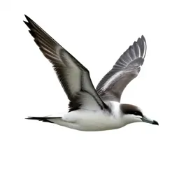 Shearwater