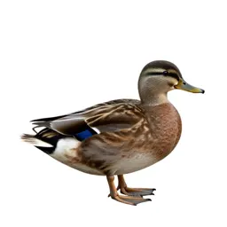 Shelduck