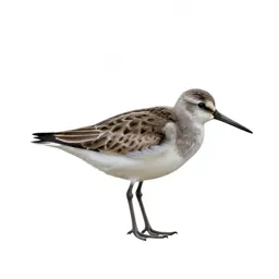 Shorebird
