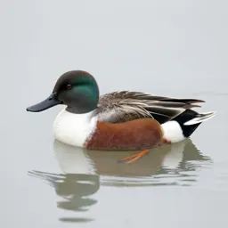 Shoveler