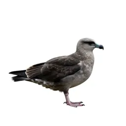 Skua