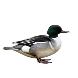 Smew
