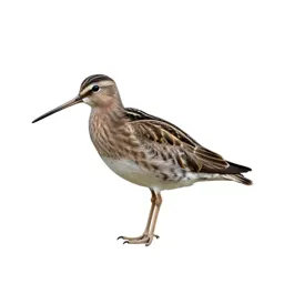 Snipe