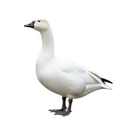 Snow goose