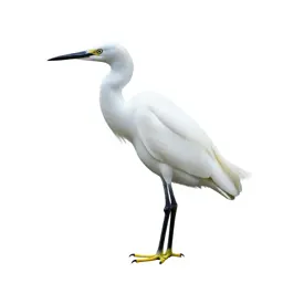 Snowy egret