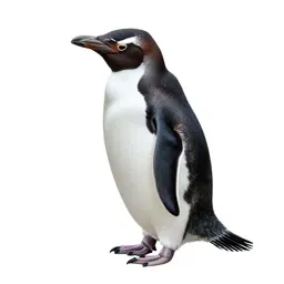 Sphenisciform seabird