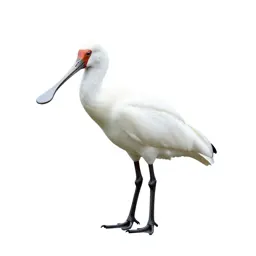 Spoonbill