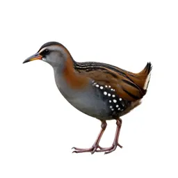 Spotted crake