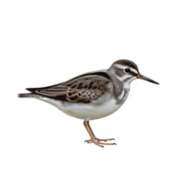 Spotted sandpiper