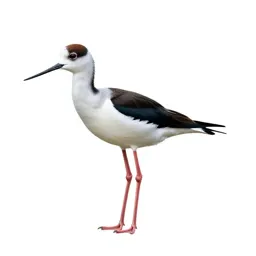 Stilt