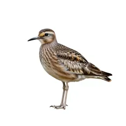 Stone curlew