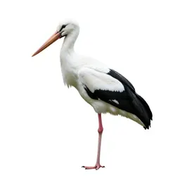 Stork