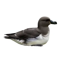 Storm petrel