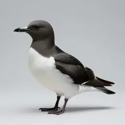 Stormy petrel