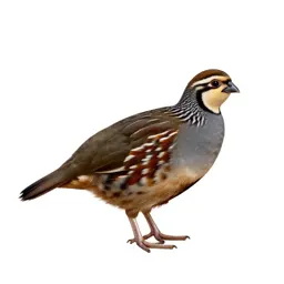 Striped button quail