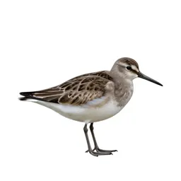 Surfbird
