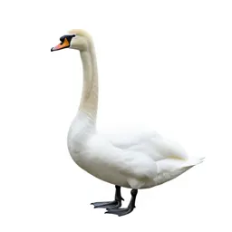 Swan