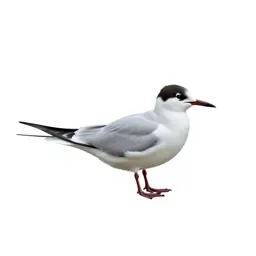 Tern