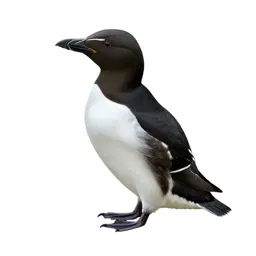 Thick-billed murre