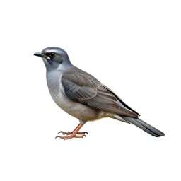 Trogon