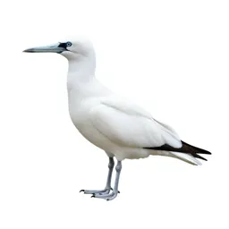 Tropic bird