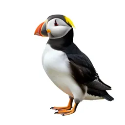 Tufted puffin