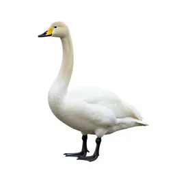 Tundra swan