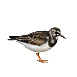 Turnstone