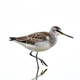 Wading bird