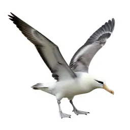 Wandering albatross
